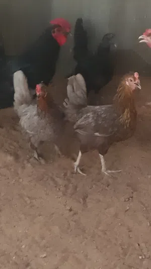 للبیع بجمله و مفرق
