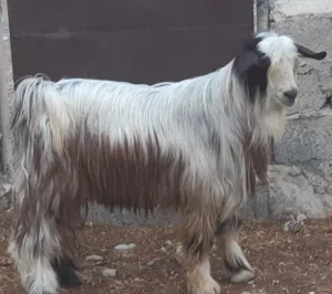 تيس من حلال الرحوب ماشاء الله