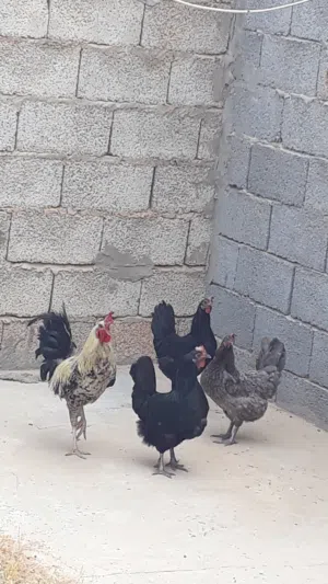 3 دجاجات فروج اقراء الوصف