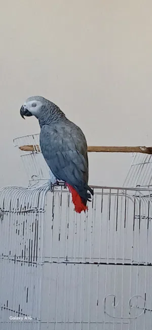 ببغاء زنجباري