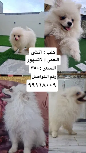 بومرينيان ابيض
