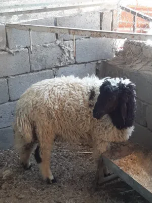 طلي نظيف ومال بيت