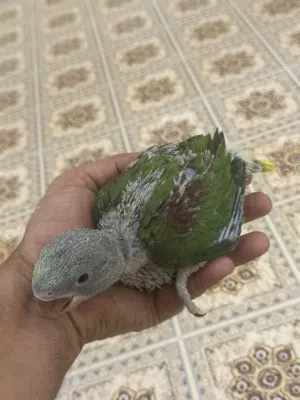 السلام عليكم متاح افراخ ببغاء الدره الهندي ونيبالي الوان مختلفه اقره الوصف السعار مكتوبه