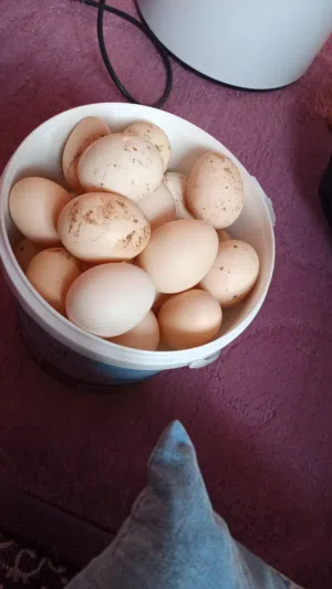 بيض بلدي طازج