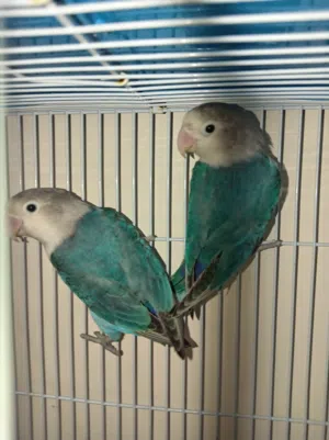 Hi i have fisher pal fallow rare breed very hard to find in market healthy and beautiful not tame