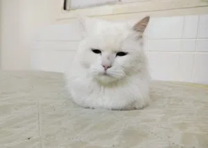 Persian cat for adoption in salmabad
