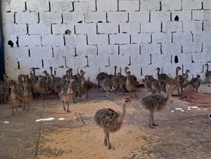 Other Animals3
