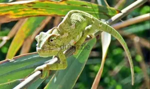 Friendly Chameleon With Cage for Sale حرباء