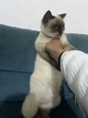 للبيع قطه هملايا جميله جدا