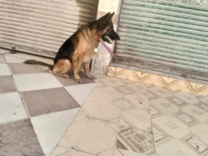 دكر جيرمن للبيع وللبدل