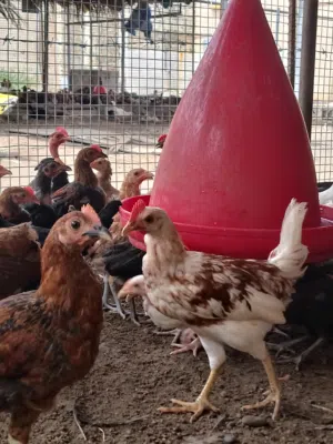 دجاج عماني أصلي