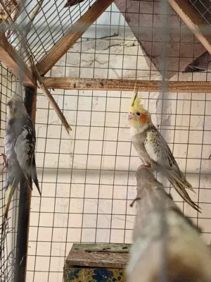 طيور كوكتيل
