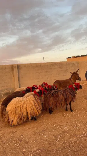 مطلوب أغنام للبيع أقساط موجود كل الضمانات