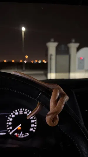 أليف و ما يعض