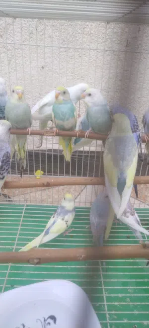 طيور حب محميه