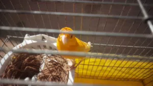 عصفير كناري