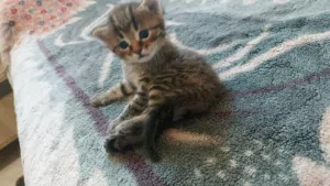 لكل من يبدأ اسمه او اسمها ب حرف M اصدار خاص من القطط مطبوع على رأسها حرف M شيرازية مع صورة الابوين