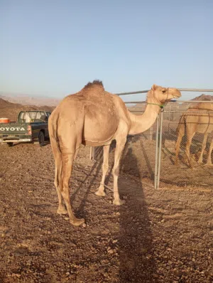 البيع ناقه عمانيه