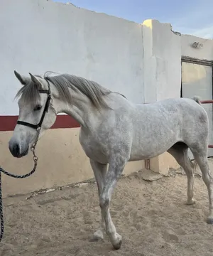 ‏خيل‏1