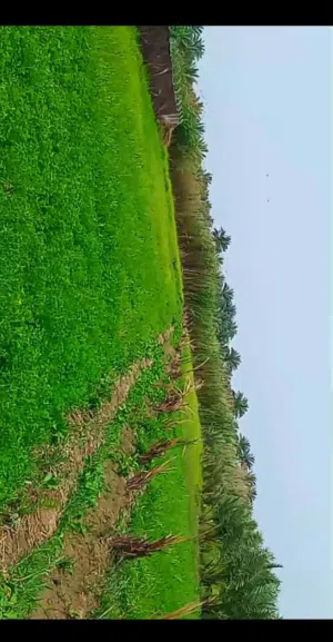 مطلوب قطعة ارض طابو سكن