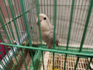 للبيع روز اليف العمر سنه