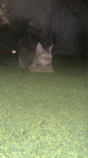 Female cat for mating