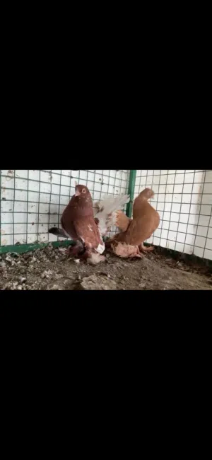 كرنجو رستوف أزواج وفرديات السعر حسب زوج تواصل ع واتساب