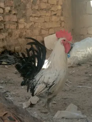 سلام عليكم دجاج عرب للبيع ديوجه ثنين ودجاجه ديج كويتي ودجاجه عربيه دجاج فول صحه اي مرض مابيهن