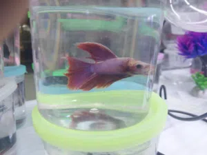 betta fighter fishes males females for sale in sharjah