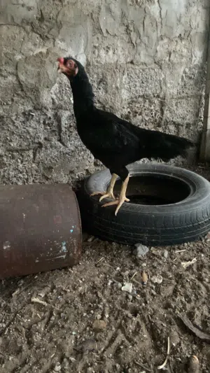 للبيع مجموعة طيور باكستانية