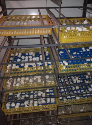 فقاسه دواجن سعه 3500 توماتك كامل نسبه الفقس 95