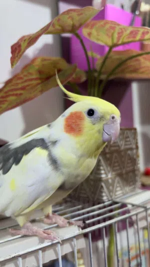 جوز كوكتيل ببغاء كوكتيل للبيع جوز كوكتيل ذكر وانثى