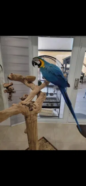 Blue & Gold Macaw Parrot for sale - Healthy & Tame