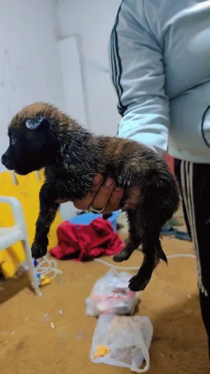 جرو دوتش تايقر لقوة الا بالله