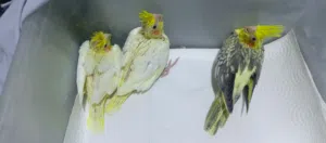 افراخ كوكتيل انتاج عراقي