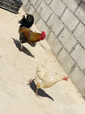 4 دجاجات و ديكين لاقوه الله بالله