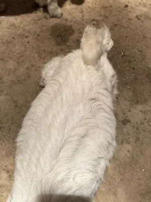للبيع تيوس عوارض ملاوين (ذبح+ توصيل)