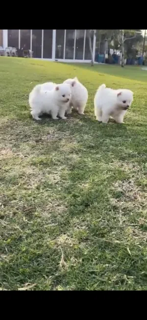 POMERANIAN CUP FACE MINI SIZE FOR SALE