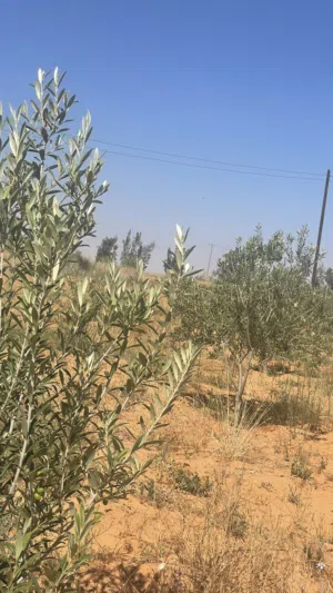 Commercial Land for Sale in Tarhuna Other