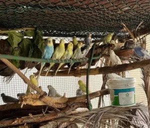 طيور محلية، صحية ونشطة ومألوفة على البيئة المحلية.