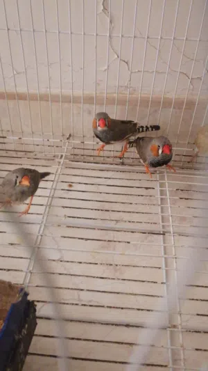 للبيع جوز زيبرا وفرد