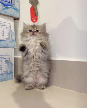 نعومه وفخامة السكوتش /Luxury Scottish kitten