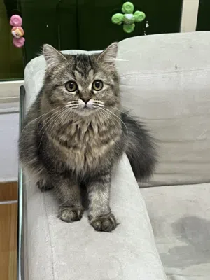 قطة فارسية صغيرة للبيع فقط Persian Kitten for Sale Only