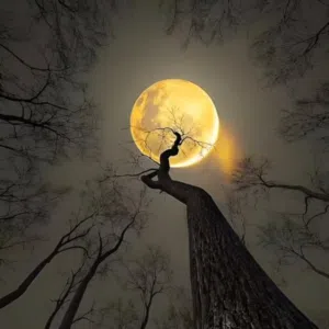 ابوعارف ابو عارف