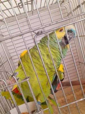حبه بلو فرند
