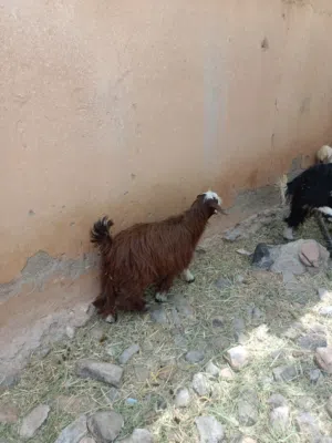 للبيع جدايا فحول واحد حلال رحوب جبالي سرحي  واحد حلال بني سعيد