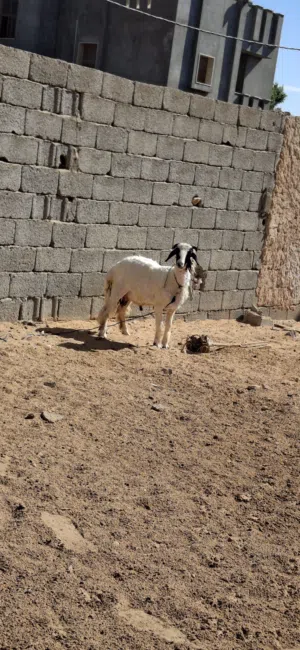 خروف الله يبارك.