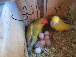 جوز روز مع فراخو