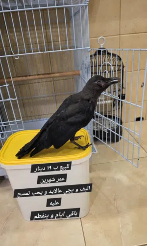 غراب للبيع نهايه غر