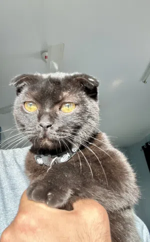 Scottish Fold
